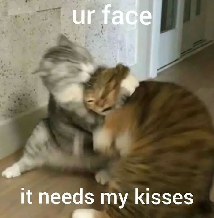 Two cats cuddling with playful captions, a funny cat meme from cutecats.exe collection for cat lovers.