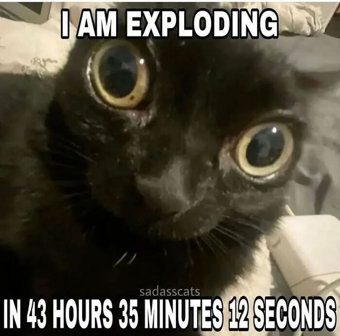 Close-up of a black cat with wide eyes and a humorous countdown text in a popular cat meme format.
