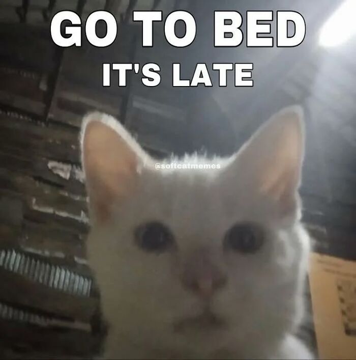 White cat looking at camera with text saying go to bed it's late in a dimly lit room cat memes humor
