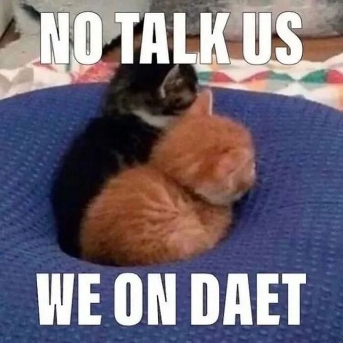 Two kittens cuddling inside a blue ring cushion with a funny cat meme caption about no talking.
