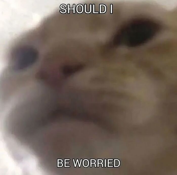 Close-up of a cat's face with text expressing uncertainty, a popular image in cat memes from Cutecats.exe.