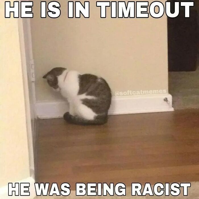 Cat meme showing a cat sitting in a corner as if in timeout, illustrating funny cutecats meme humor.