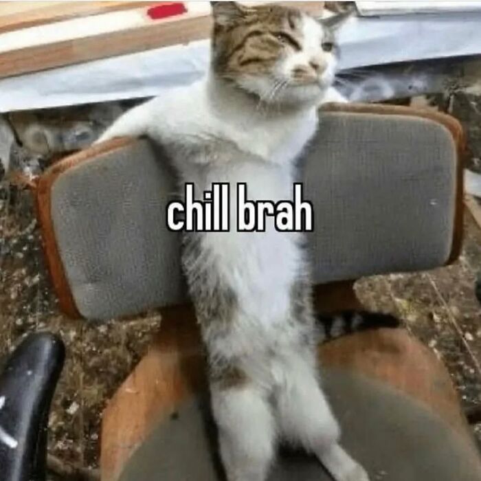 Tabby cat lounging on a chair with text overlay chill brah, a funny cat meme from cutecats.exe collection.
