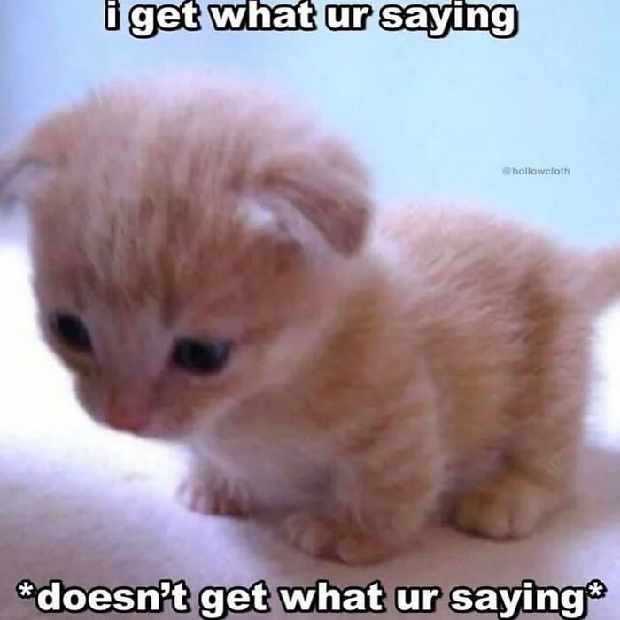 Small orange kitten looking confused with text about not understanding, a popular cat meme from Cutecats.exe collection.