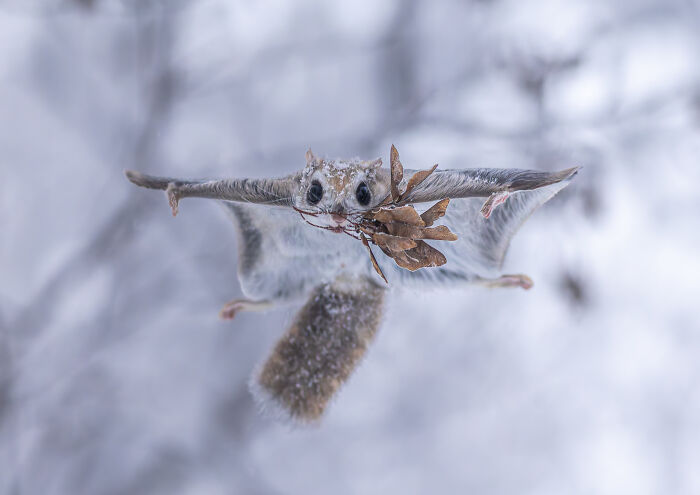 "A Magical Feast In A Frosty Forest" By Hiroki Takahashi