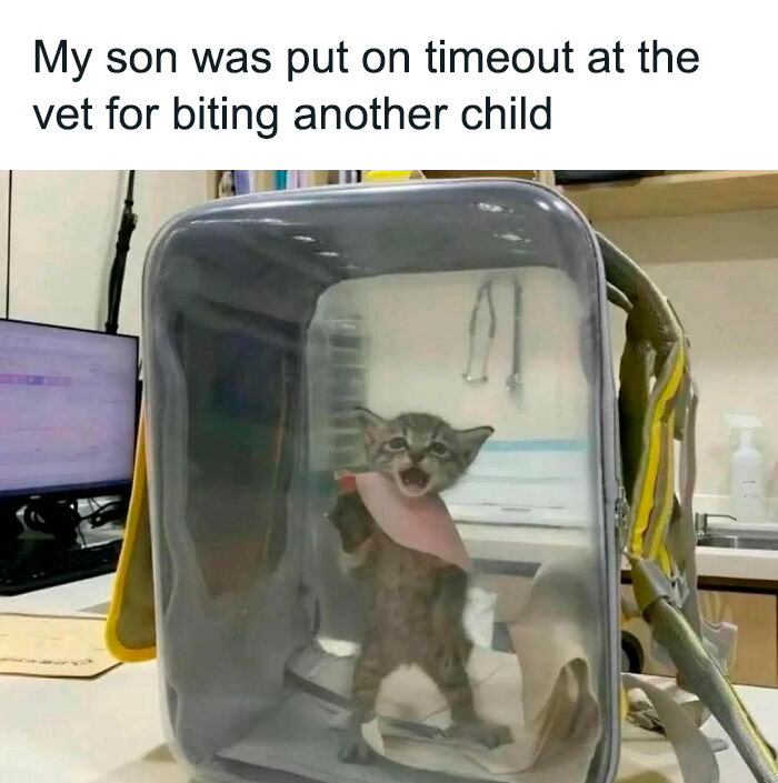 Funny meme of a kitten in a transparent backpack at the vet, portraying a timeout for biting another child.