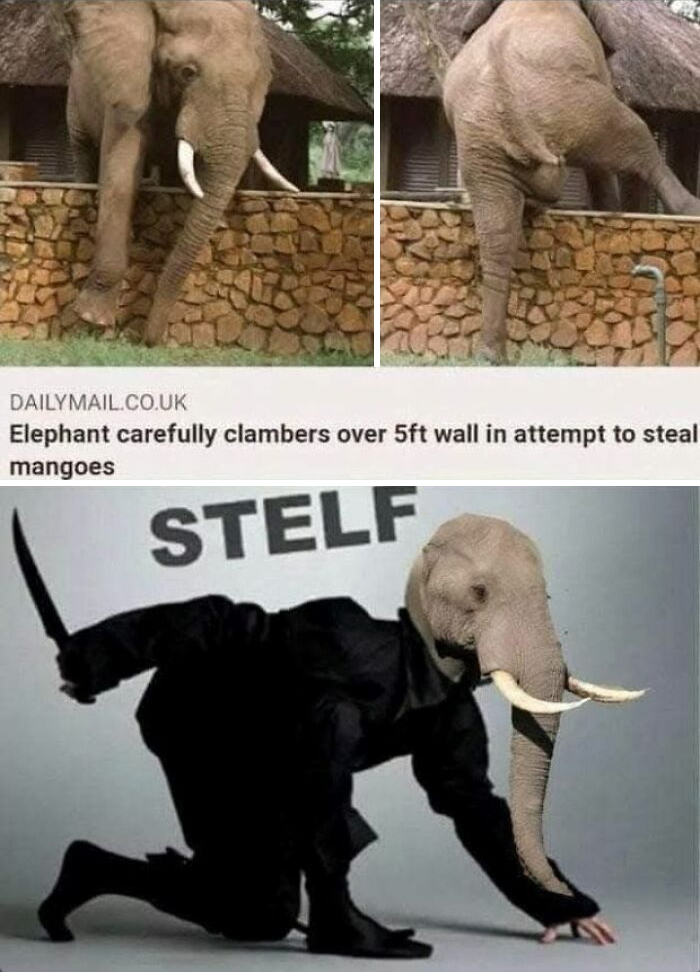 Funny memes featuring an elephant clambering over a wall and a stealthy elephant ninja in a black outfit.