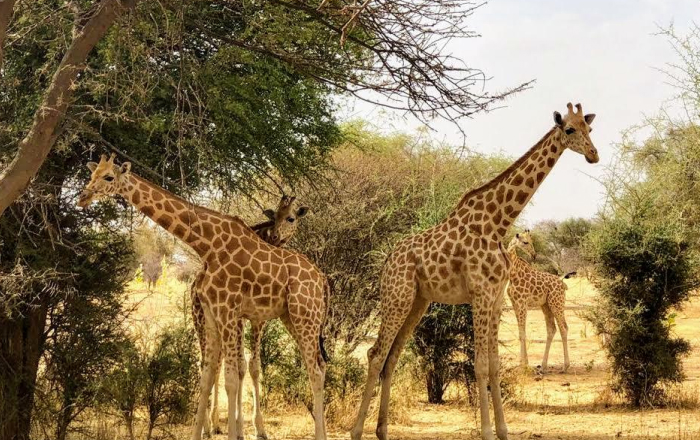 A group of giraffes in a natural habitat, showcasing animal species relevant to sleep science studies in the wild.