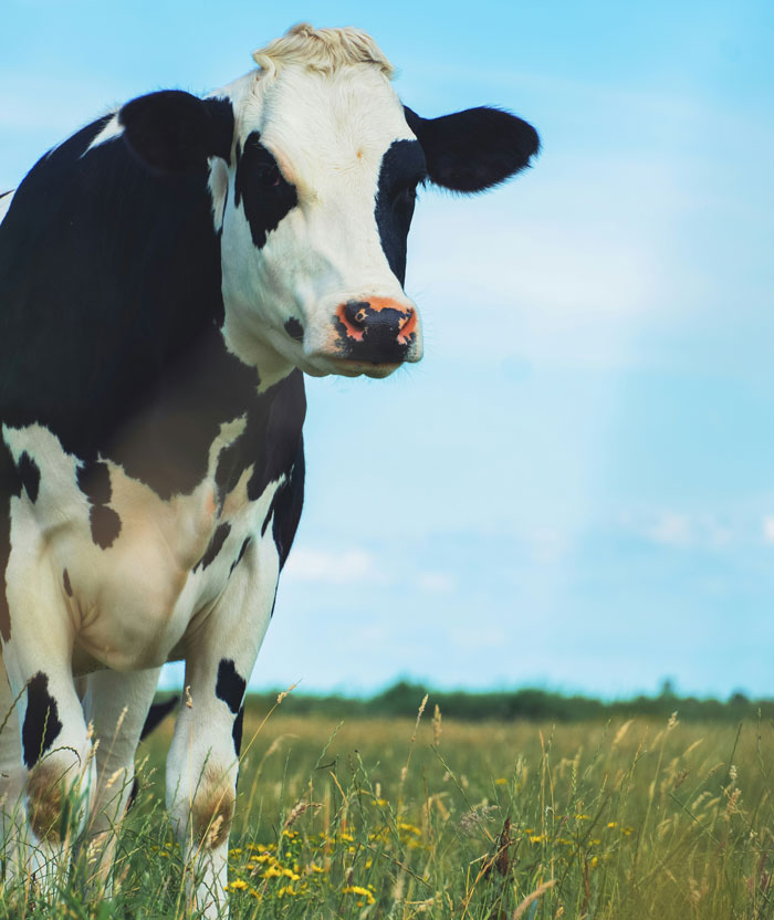 Holstein cow standing in a grassy field under blue sky, related to vet stories about unexpected animal care costs.