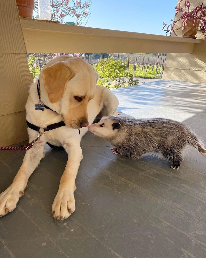 Labrador dog and opossum sharing a gentle moment showcasing unexpected cross-species friendship on a sunny porch.