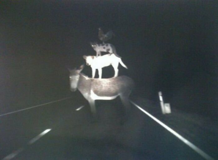 Donkey, dog, and rooster stacked on a road at night in an unhinged and wild photo without Photoshop effects.