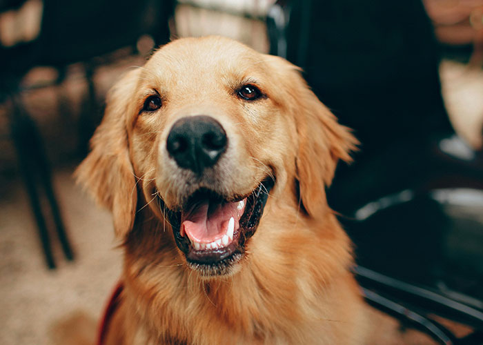 Smiling golden retriever dog indoors, capturing a warm moment that relates to today I messed up stories and feel better tips.