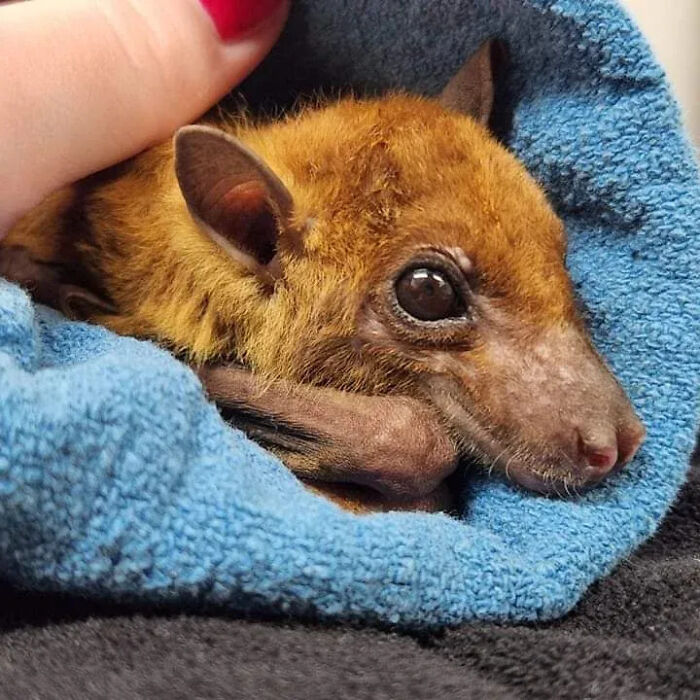 These Adorable And Incredible Bat Photos From Bat World Sanctuary Will Change The Way You See Bats (38 Pics)