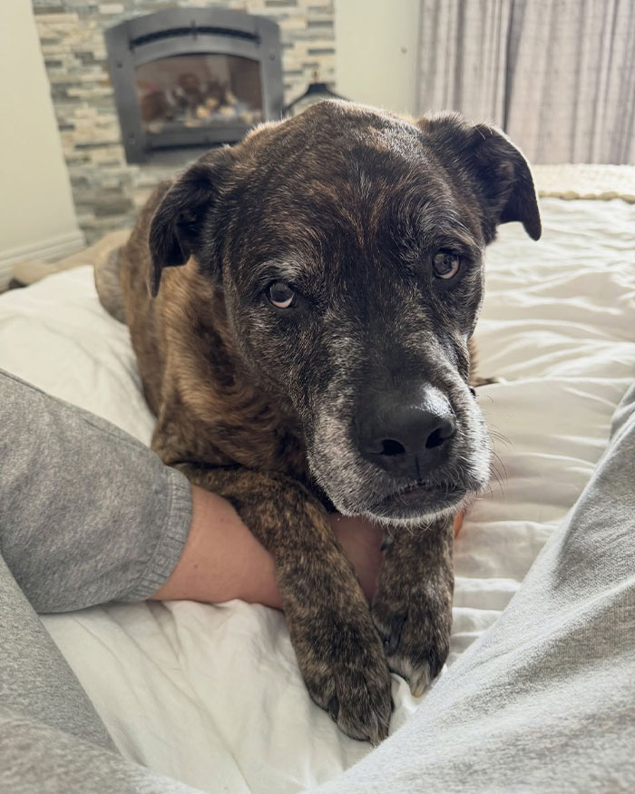 Brindle dog resting on bed between person’s legs, conveying calmness and warmth in a cozy bedroom setting.