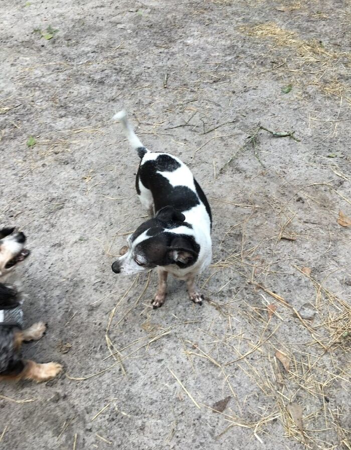 This 25-Year-Old Dog Is Blind, Still Working, And Still Changing Other Dogs’ Lives This 25-Year-Old Dog Is Blind, Still Working, And Still Changing Other Dogs’ Lives