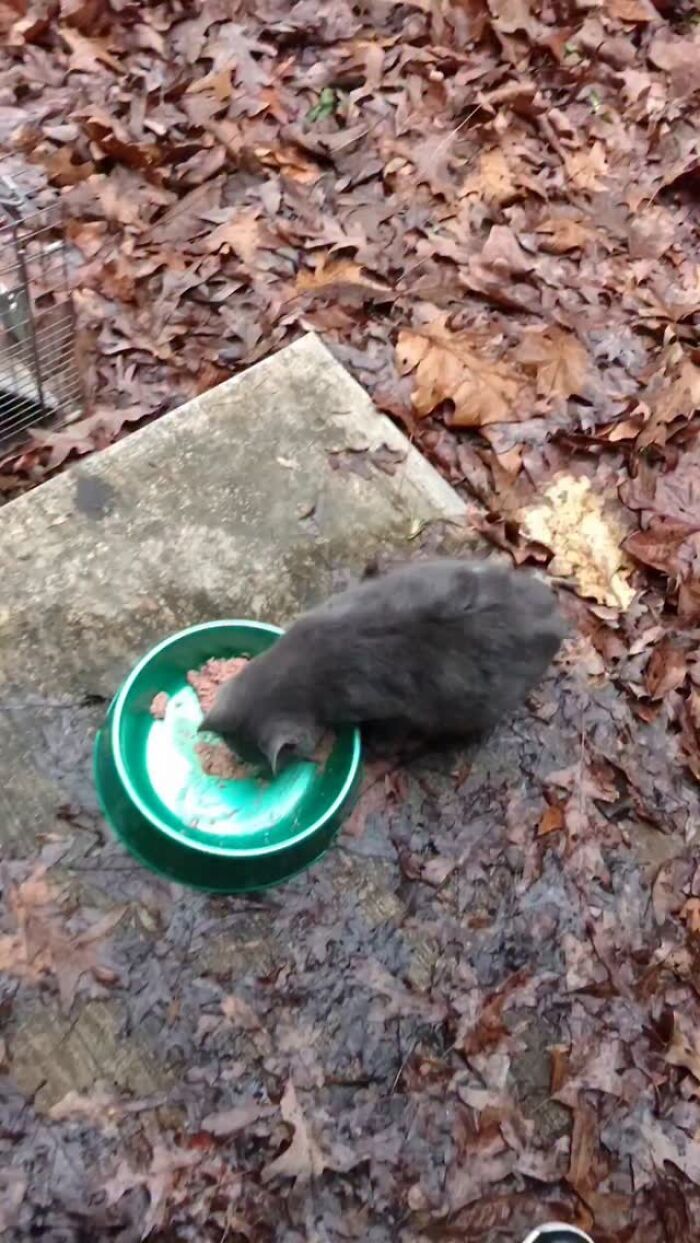 Um gatinho mudou a vida deste homem e agora ele resgata animais em tempo integral
