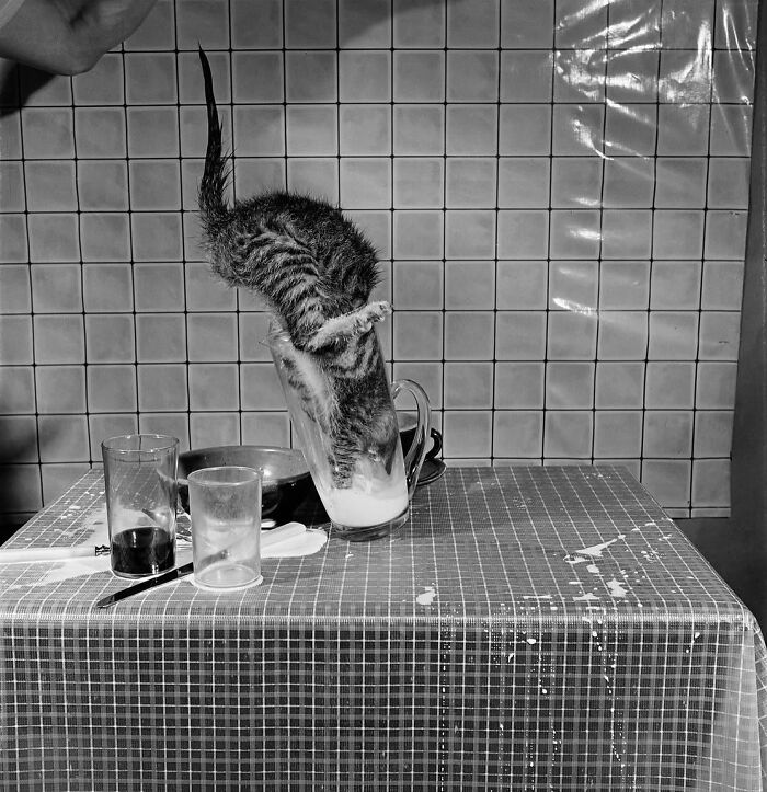 These Stunning Photographs Capture Perfectly Timed Moments That Tell Whole Stories (35 New Pics)