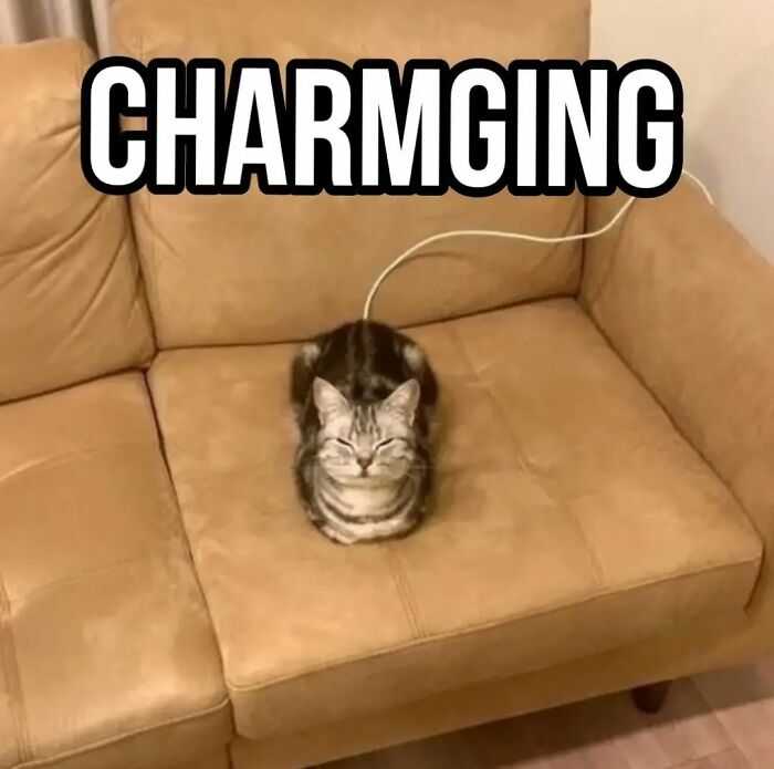 Cat meme showing a charming cat sitting on a beige couch, perfect for sharing with cat memes from Cutecats.exe fans.