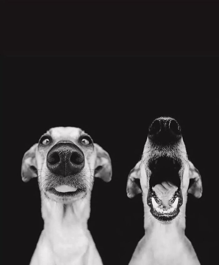 These Stunning Photographs Capture Perfectly Timed Moments That Tell Whole Stories (35 New Pics)