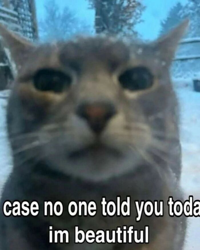 Close-up of a cat with the caption case no one told you today im beautiful in a hilarious meme with cynicism.