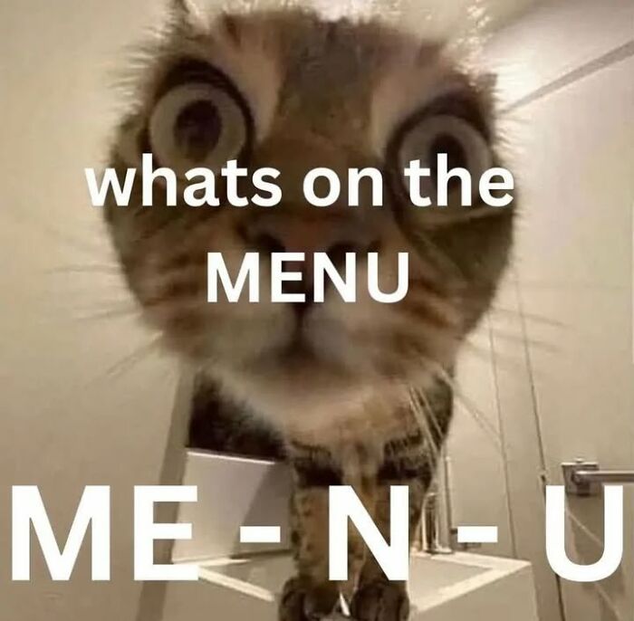 Close-up of a curious cat with wide eyes looking at the camera, perfect for cat memes from Cutecats.exe.