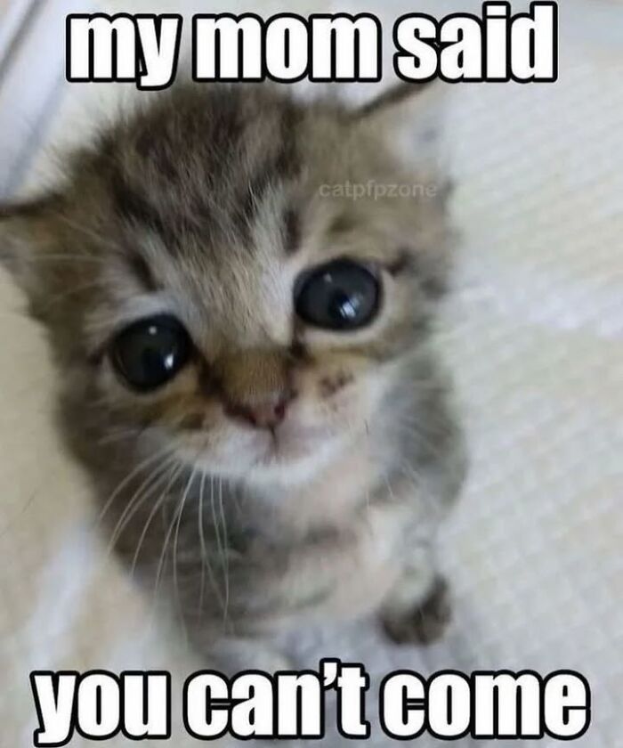 Cute kitten with big eyes and sad expression, featured in popular cat memes from Cutecats.exe collection.