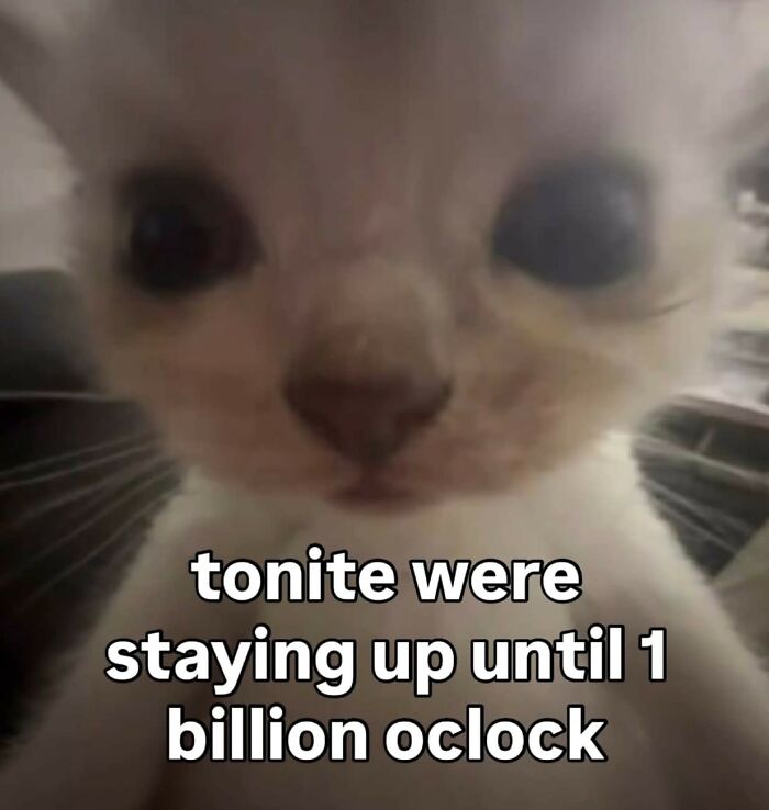 Close-up of a cat with wide eyes paired with a cynical meme about staying up until a billion o'clock.