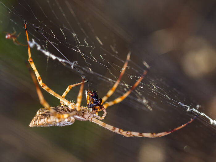 Close-up of a spider on its web capturing prey, illustrating brutal wake-up calls that make people escape nasty situations.