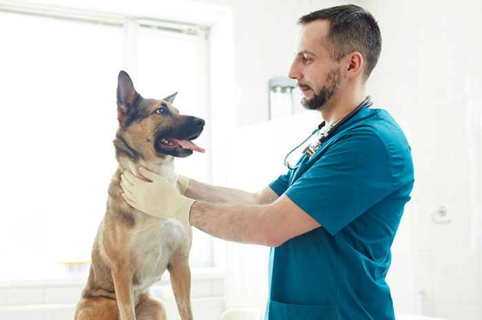 33 Funny But Painful Vet Visits Where The Owners Had To Pay For Something Silly