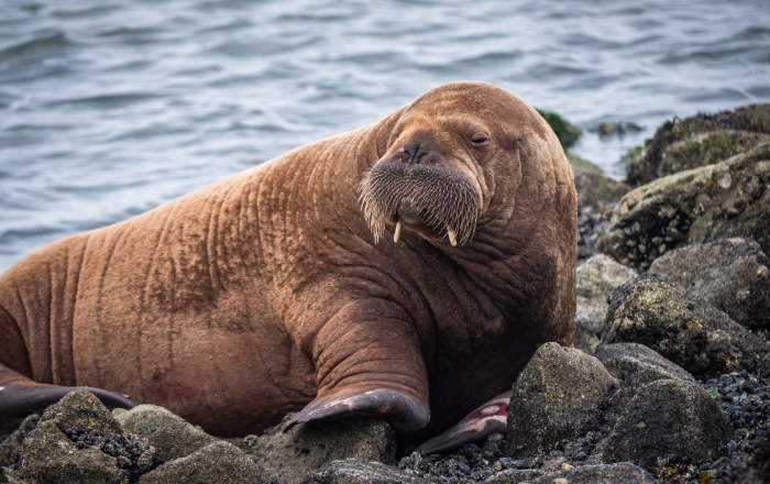 Walrus resting on rocky shore, showcasing one of the animal species redefining sleep science in natural habitat.