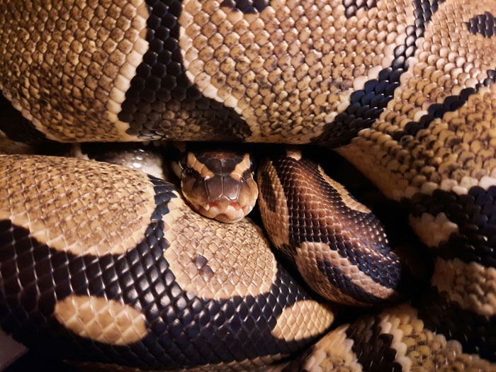 Close-up of a coiled snake with detailed scales, illustrating unusual and surprising vet stories with exotic pets.