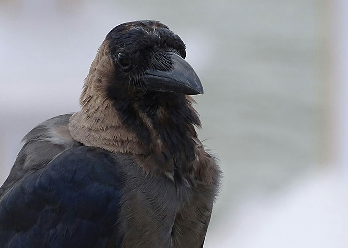 Close-up of a crow with detailed feathers, representing stories from the 'Today I Messed Up' category for relatable life moments.