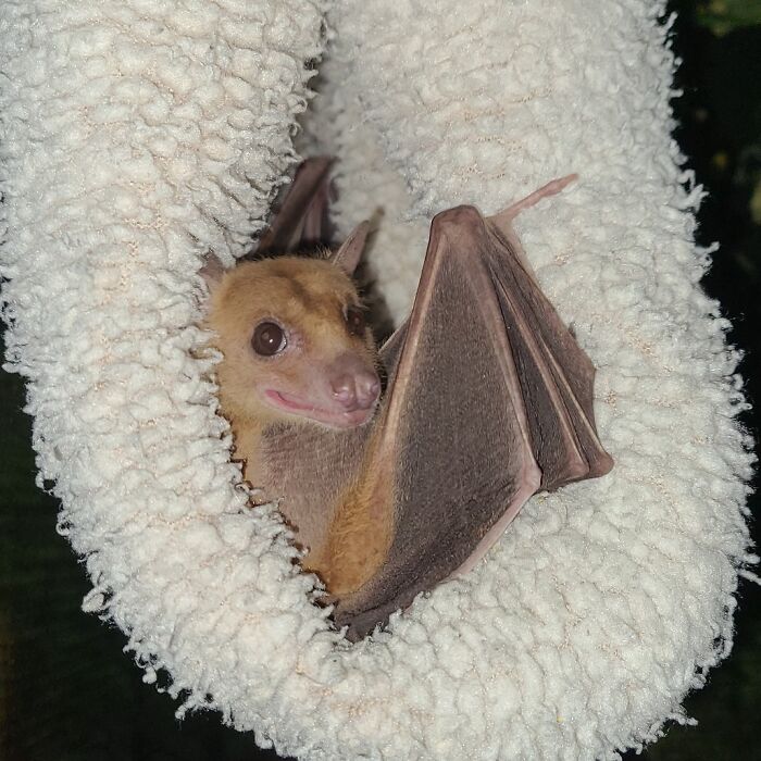 These Adorable And Incredible Bat Photos From Bat World Sanctuary Will Change The Way You See Bats (38 Pics)