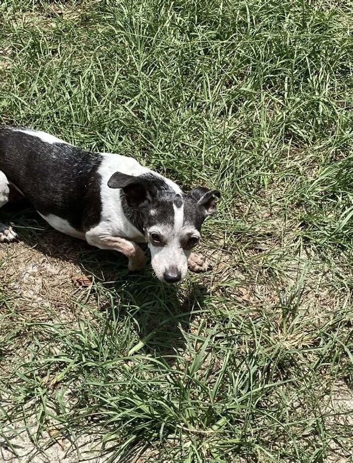This 25-Year-Old Dog Is Blind, Still Working, And Still Changing Other Dogs’ Lives This 25-Year-Old Dog Is Blind, Still Working, And Still Changing Other Dogs’ Lives