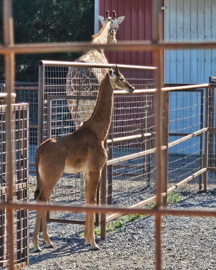 Extremely Rare Spotless Giraffe Born In US Zoo