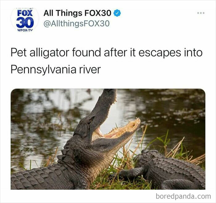 Pet alligator found in Pennsylvania river, featured in unhinged news headlines that highlight bizarre events in America.
