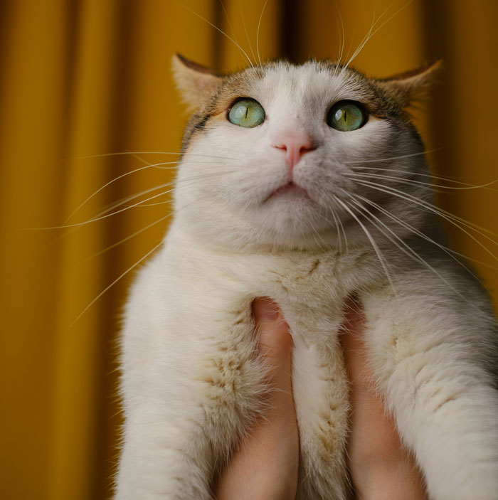 33 Funny But Painful Vet Visits Where The Owners Had To Pay For Something Silly