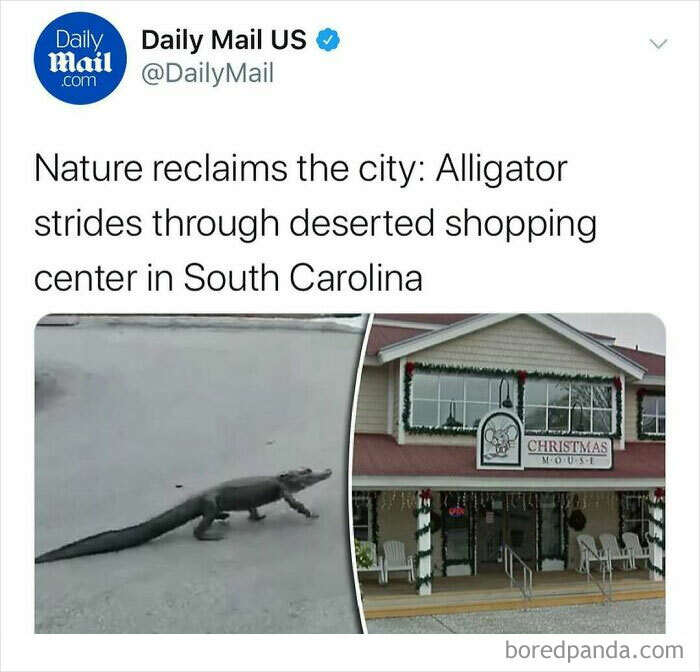 Alligator walking through a deserted shopping center in South Carolina with unhinged news headlines in America.