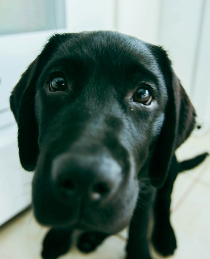 33 Funny But Painful Vet Visits Where The Owners Had To Pay For Something Silly