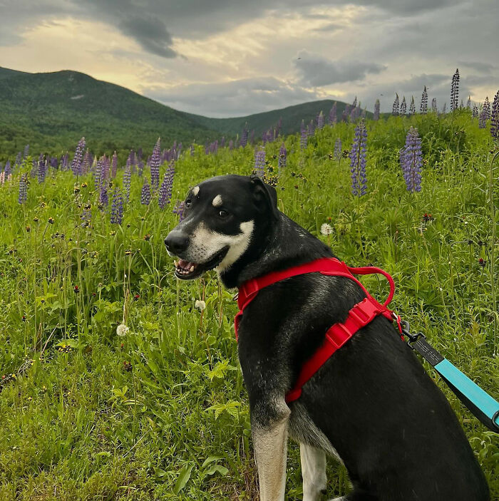 Dog wearing red harness on a leash hiking New York's highest peak with mountainous landscape and wildflowers in background