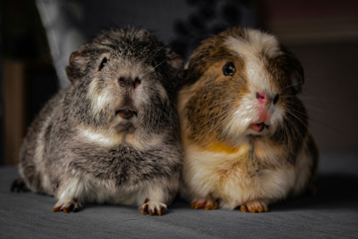 33 Funny But Painful Vet Visits Where The Owners Had To Pay For Something Silly