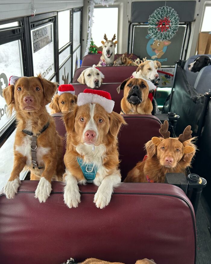Several dogs wearing holiday hats riding inside a dog daycare school bus, ready for fun adventures together.