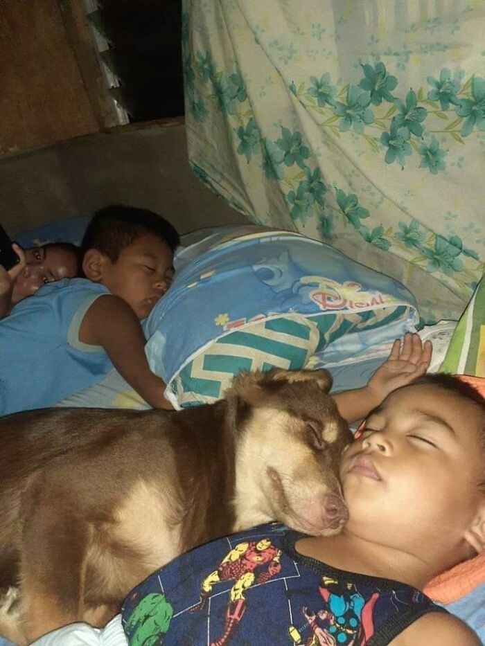 Young children and a dog peacefully sleeping together, showing an unexpectedly beautiful bond between humans and animals.