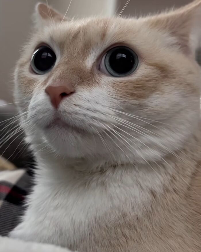 Close-up of a cat with serious swag featured on an Instagram page sharing stylish and confident cats.