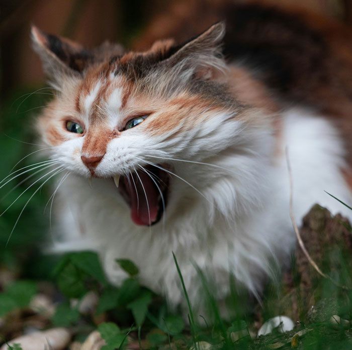 33 Funny But Painful Vet Visits Where The Owners Had To Pay For Something Silly