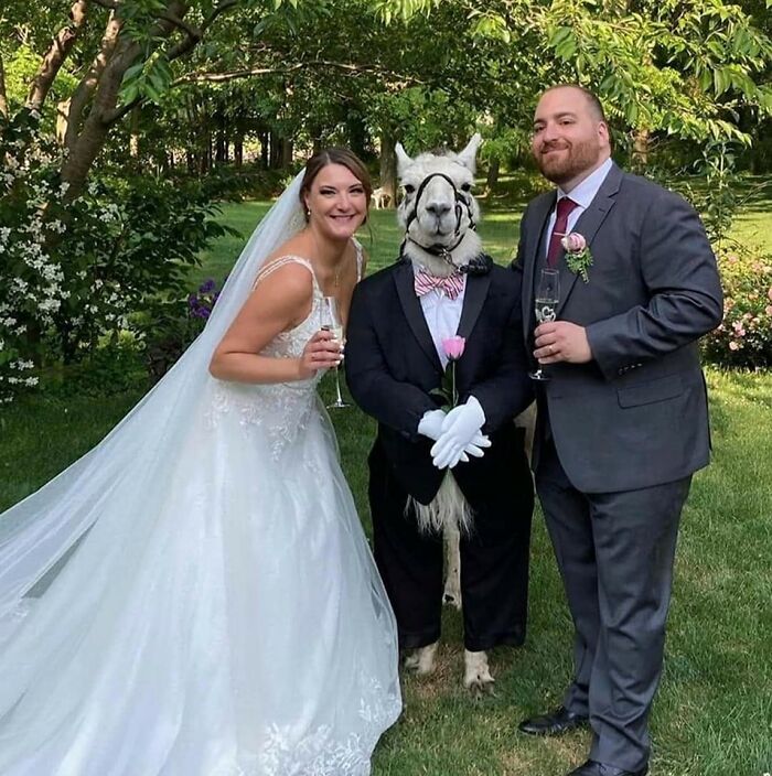 Bride and groom posing with a llama dressed in a suit, showcasing unexpectedly beautiful bonds between humans and animals.