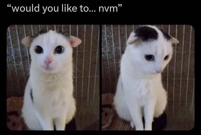 Cat with serious swag posing inside a cage, showing cute expressions in two side-by-side photos.