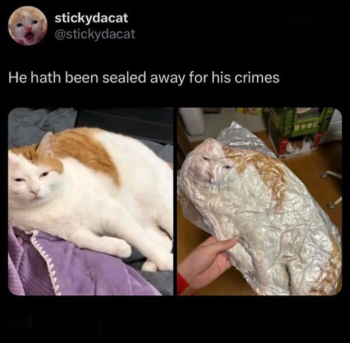 Cat with serious swag lounging on a blanket beside a realistic plastic-wrapped model of the same cat.