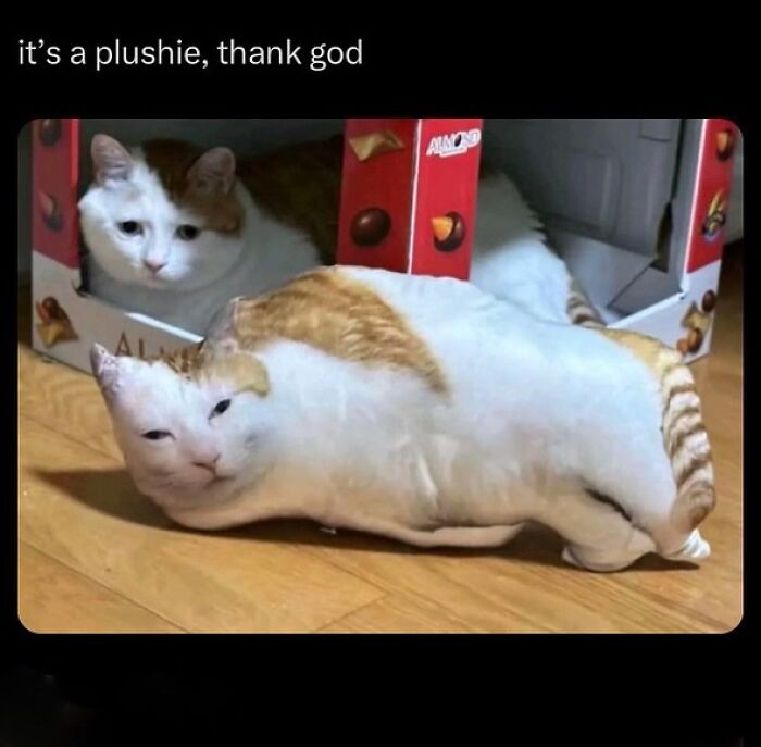 Cat with serious swag lounging on a blanket beside a realistic plastic-wrapped model of the same cat.