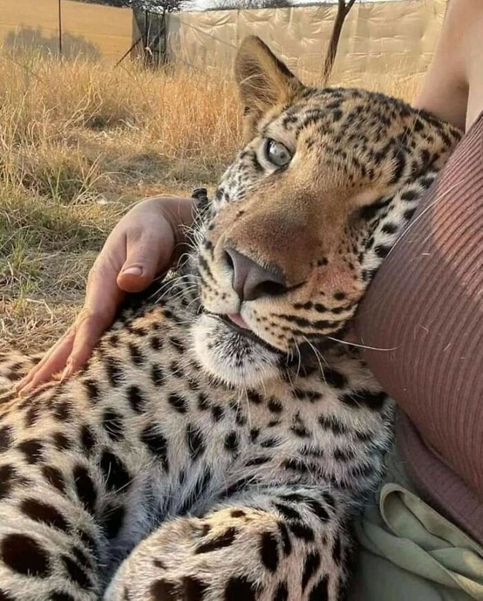 A human gently cuddling a relaxed leopard, showcasing an unexpectedly beautiful bond between humans and animals.